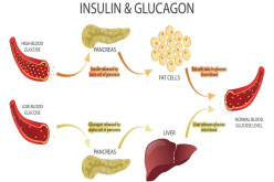 TÁC DỤNG CỦA GLUCAGON VÀ INSULIN